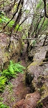 Plants: image 55 Of 208 Thumb